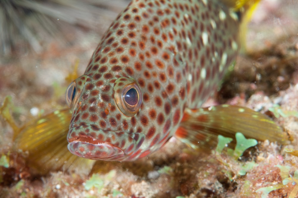 brown and white fish in close up photography