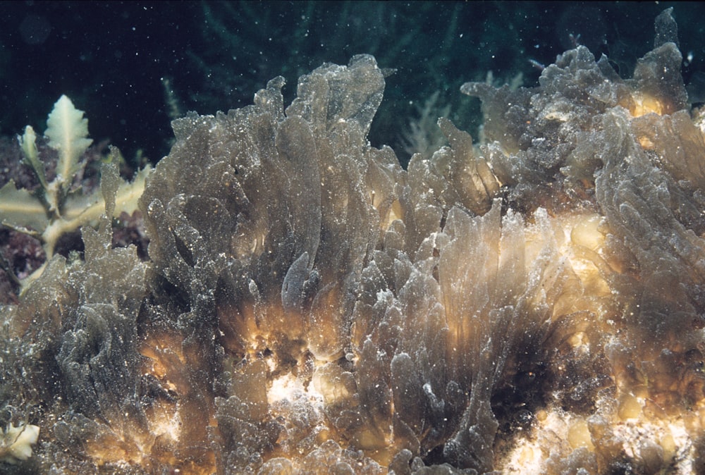 brown and white coral reef