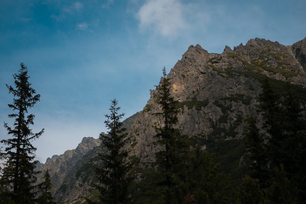 green trees on rocky mountain under blue sky during daytime