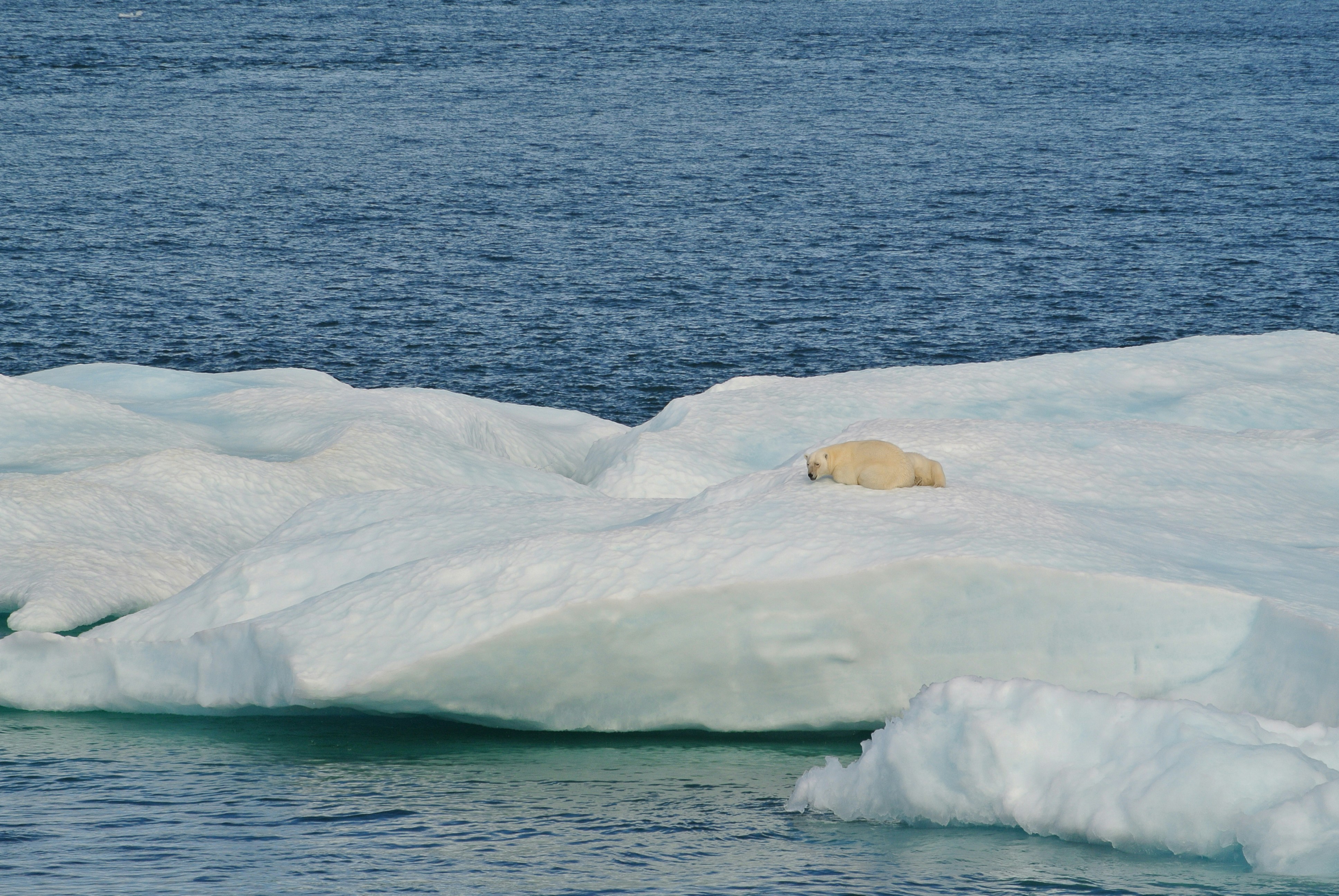 Polar bear and two cubs on ice floe.