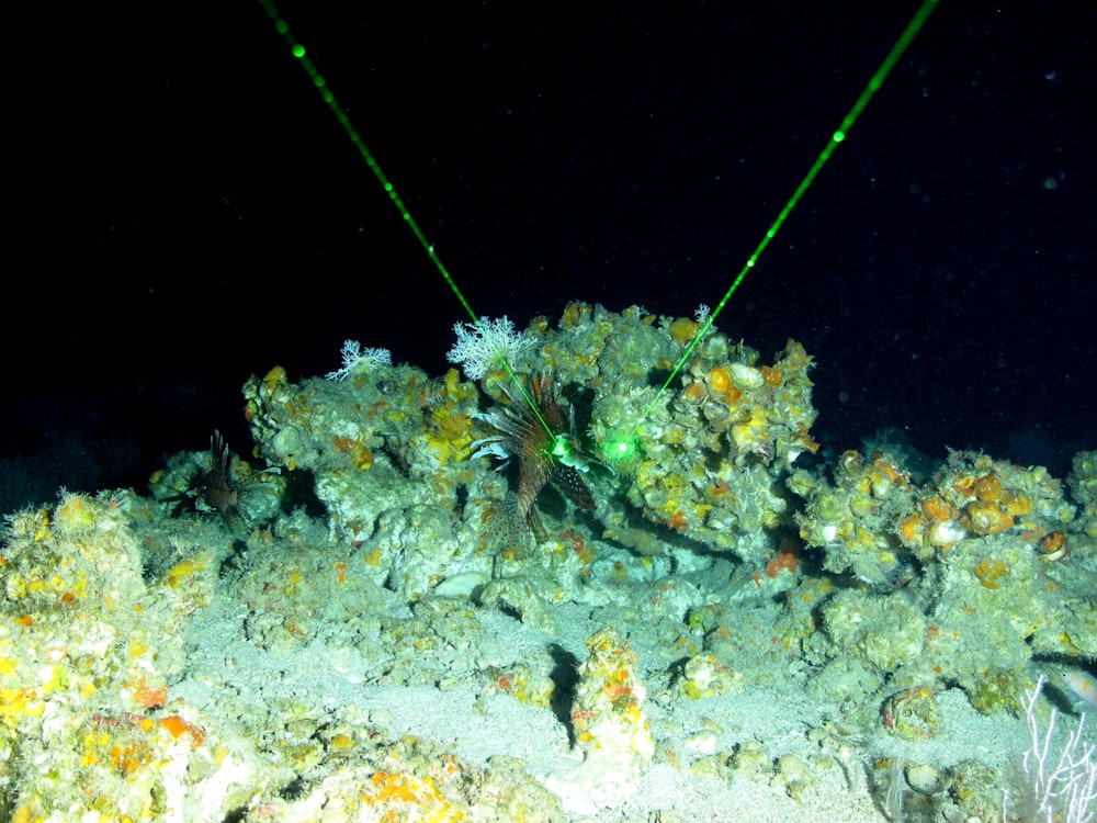 pianta bianca e verde in acqua