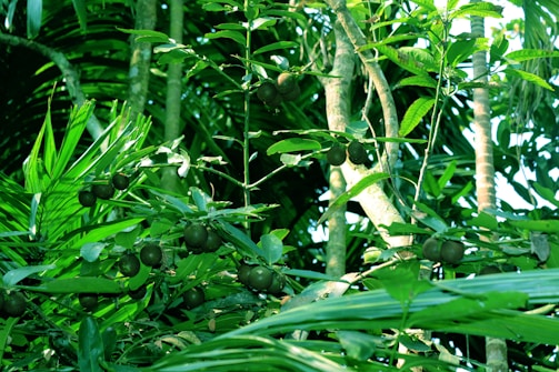 Lush green foliage with dense tropical leaves and several dark green or brown round fruits growing on branches. The scene is abundant with vibrant vegetation, indicating a rich, verdant jungle setting.