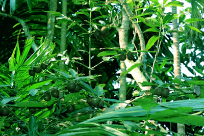 Lush green camu camu bushes growing along the Amazon riverbanks.