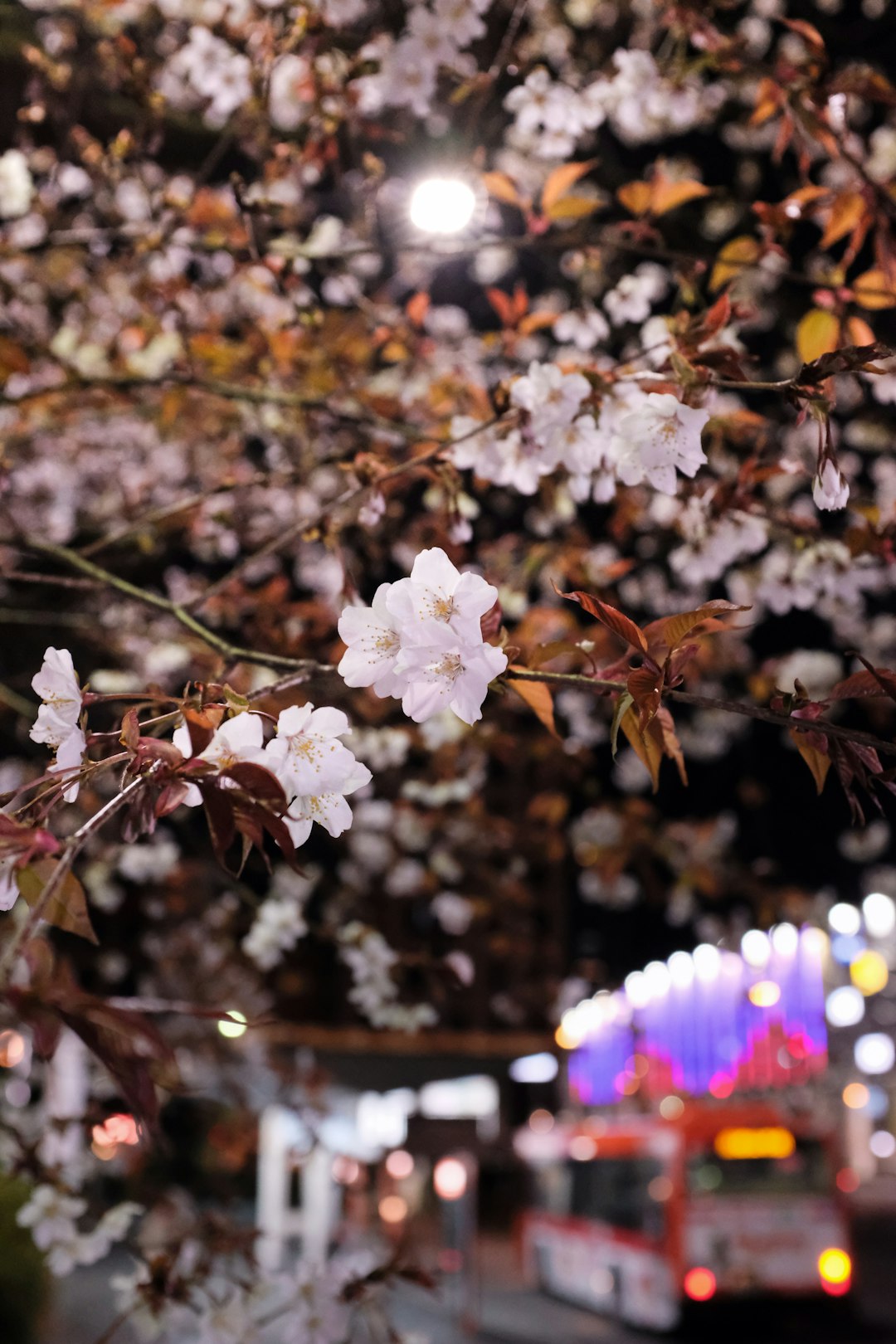 white flower on brown tree branch