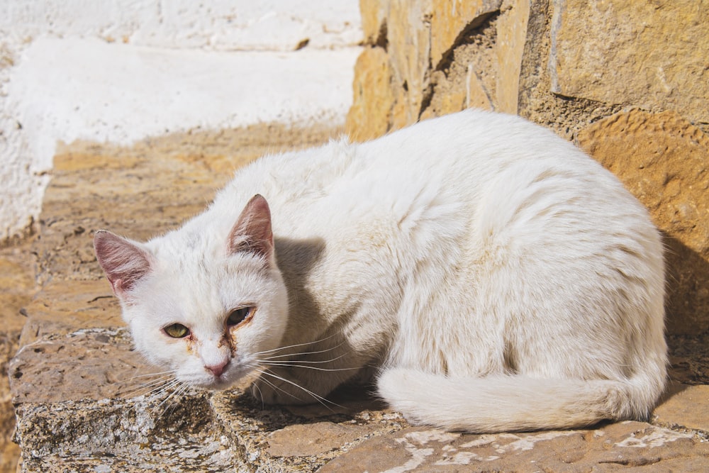 white cat on brown soil