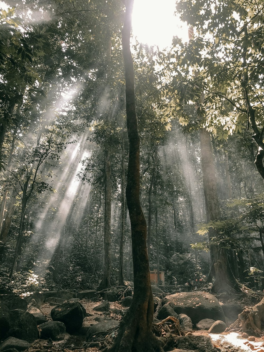 Grüne Bäume auf Wald während des Tages