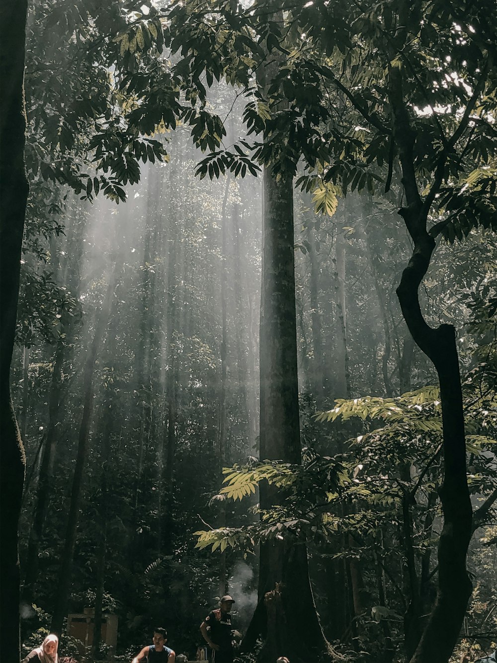 green trees with fog during daytime