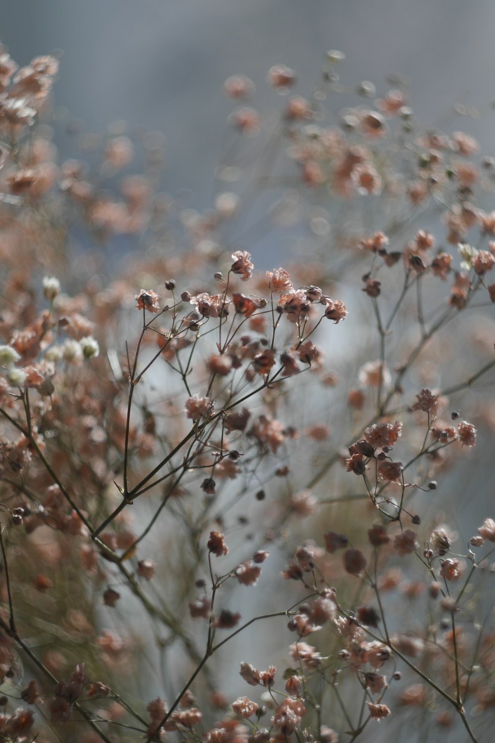 weiße und braune Blüten tagsüber