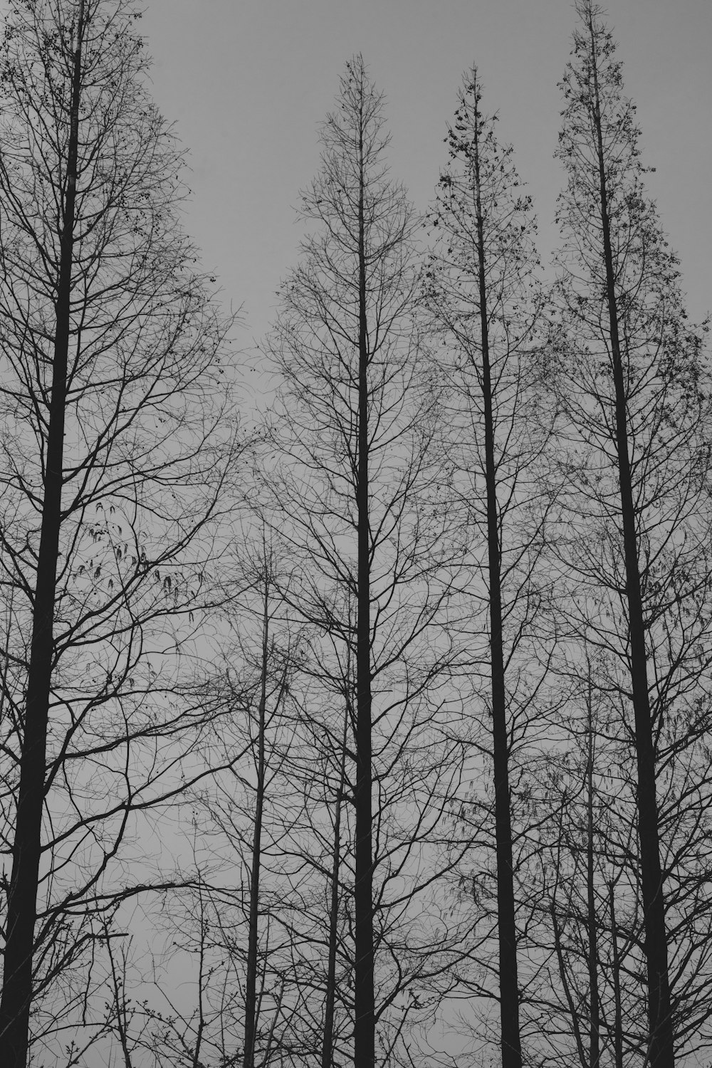 grayscale photo of bare trees