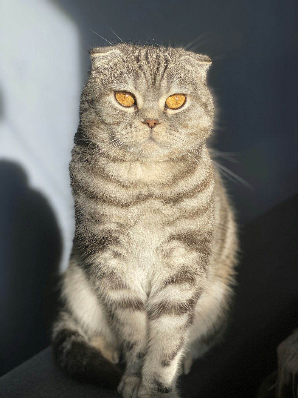 brown tabby cat in black background