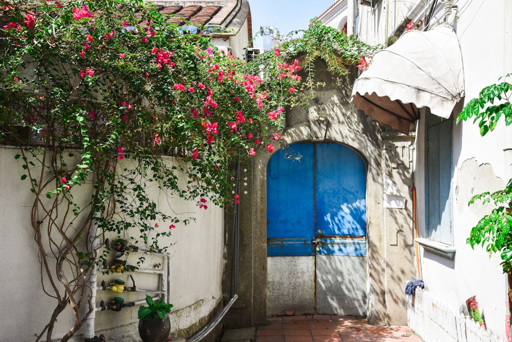 pink flowers on blue wooden door