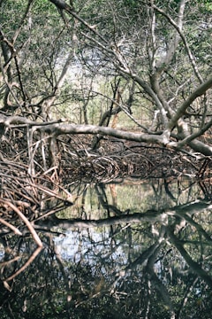 A dense network of mangrove trees with intricate roots and branches overhanging a reflective water surface. Sunlight filters through the foliage, casting intricate shadows and reflections on the water. The scene is lush with greenery and creates a sense of tranquility.