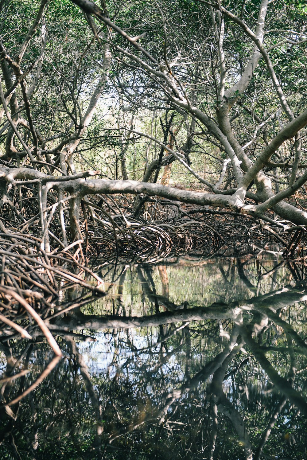 brown tree branch on water