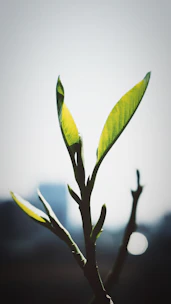 Close-up of vibrant cannabis leaves with a São Paulo cityscape blurred in the background during sunset