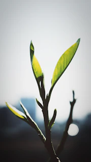 Close-up of vibrant cannabis leaves with a São Paulo cityscape blurred in the background during sunset
