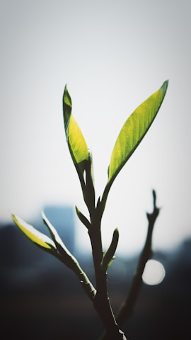 Close-up of hands holding a green leaf with a city skyline blurred in the background.