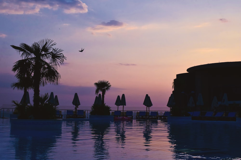 silhouette of palm trees near body of water during sunset