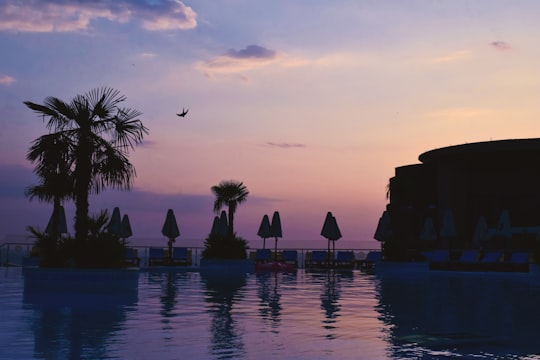 silhouette of palm trees near body of water during sunset in Tirana Albania