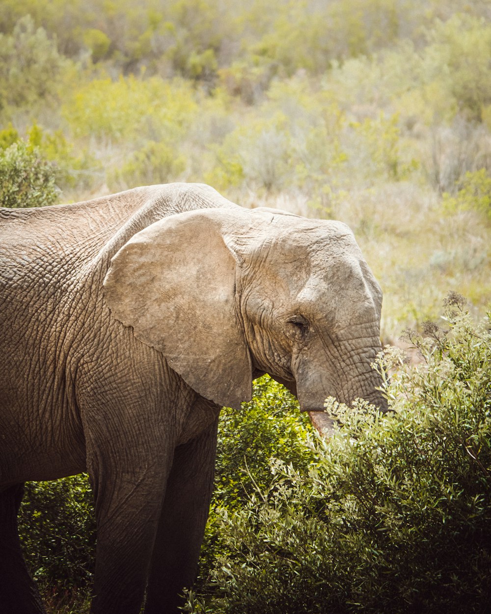 brown elephant on green grass during daytime