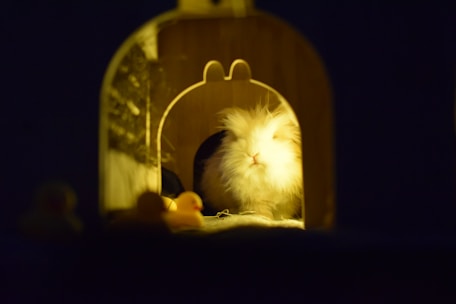 A playful English angora rabbit exploring a cozy indoor play area