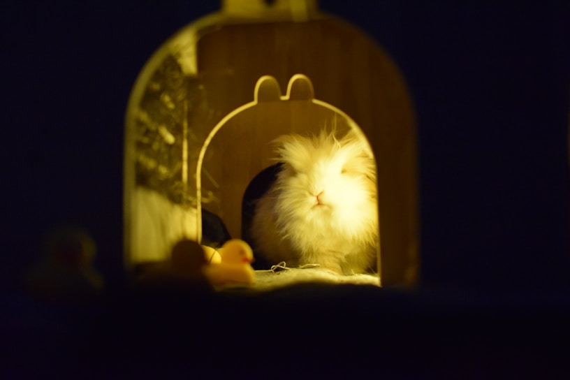 A fluffy white rabbit is sitting inside a wooden hutch, softly illuminated by warm lighting. The interior details of the hutch create a cozy and inviting atmosphere. In the foreground, slightly blurred, is a small rubber ducky adding a playful element to the scene.
