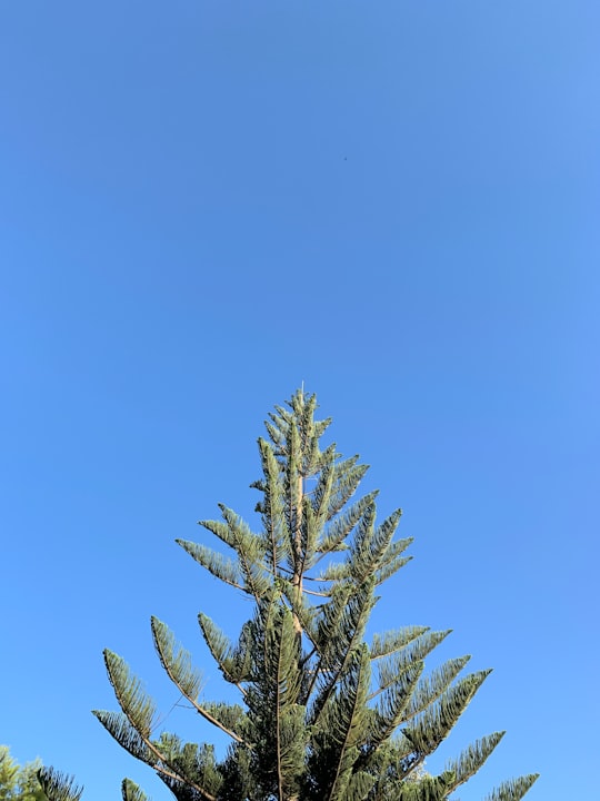 green pine tree under blue sky during daytime in Birzebbuga Malta