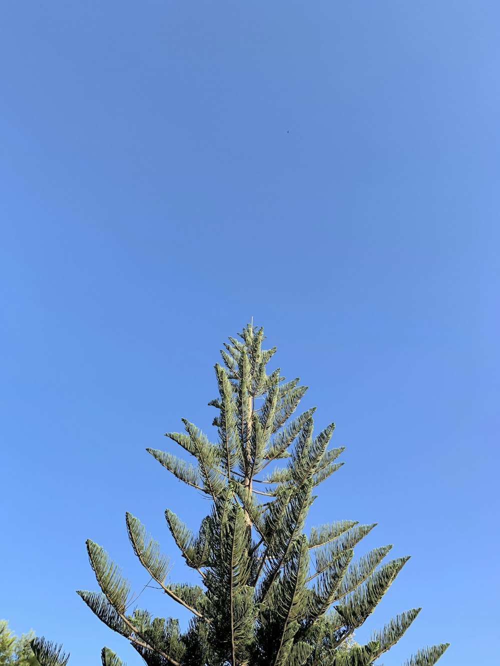 green pine tree under blue sky during daytime