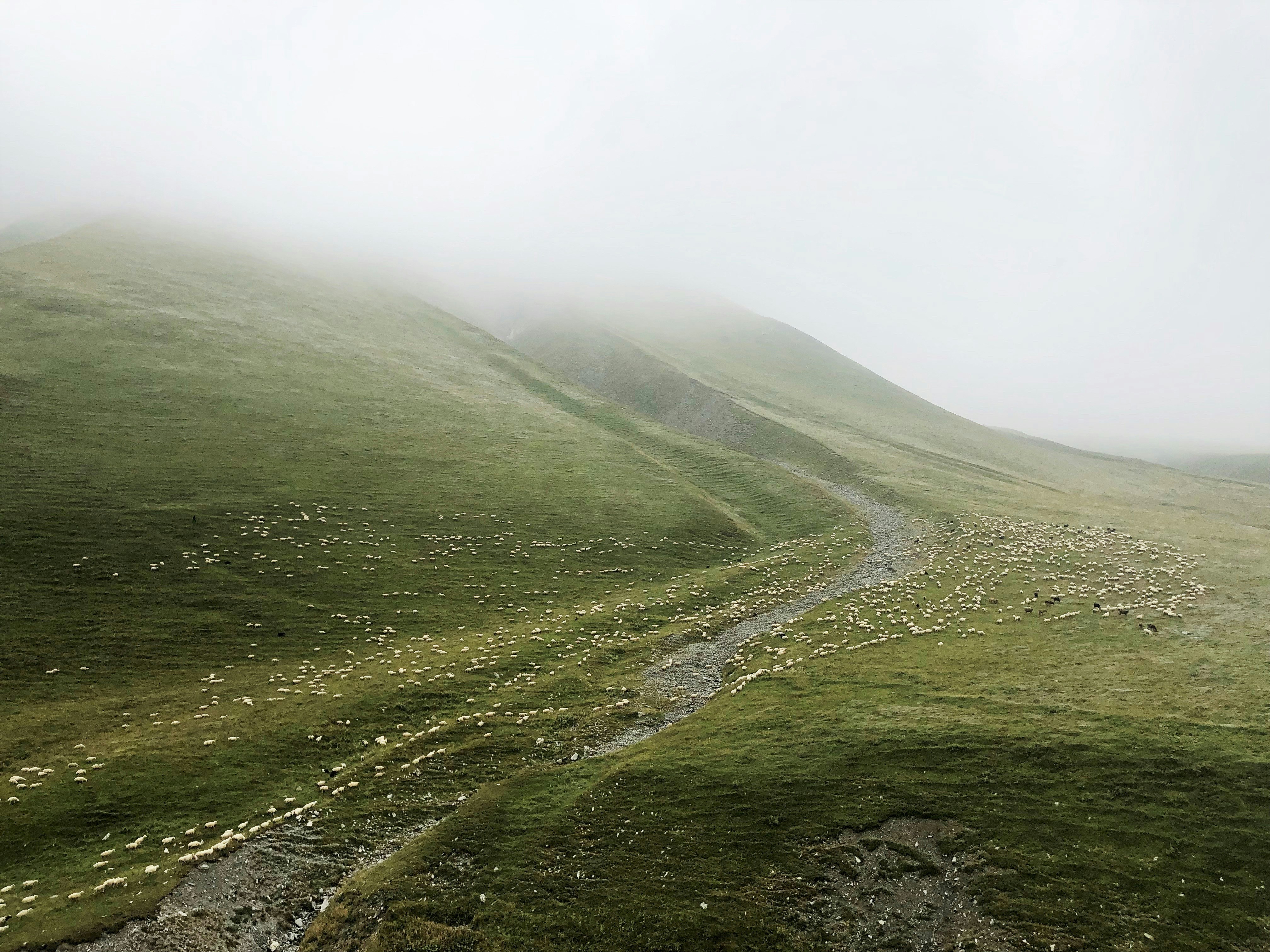 green grass field under white sky during daytime