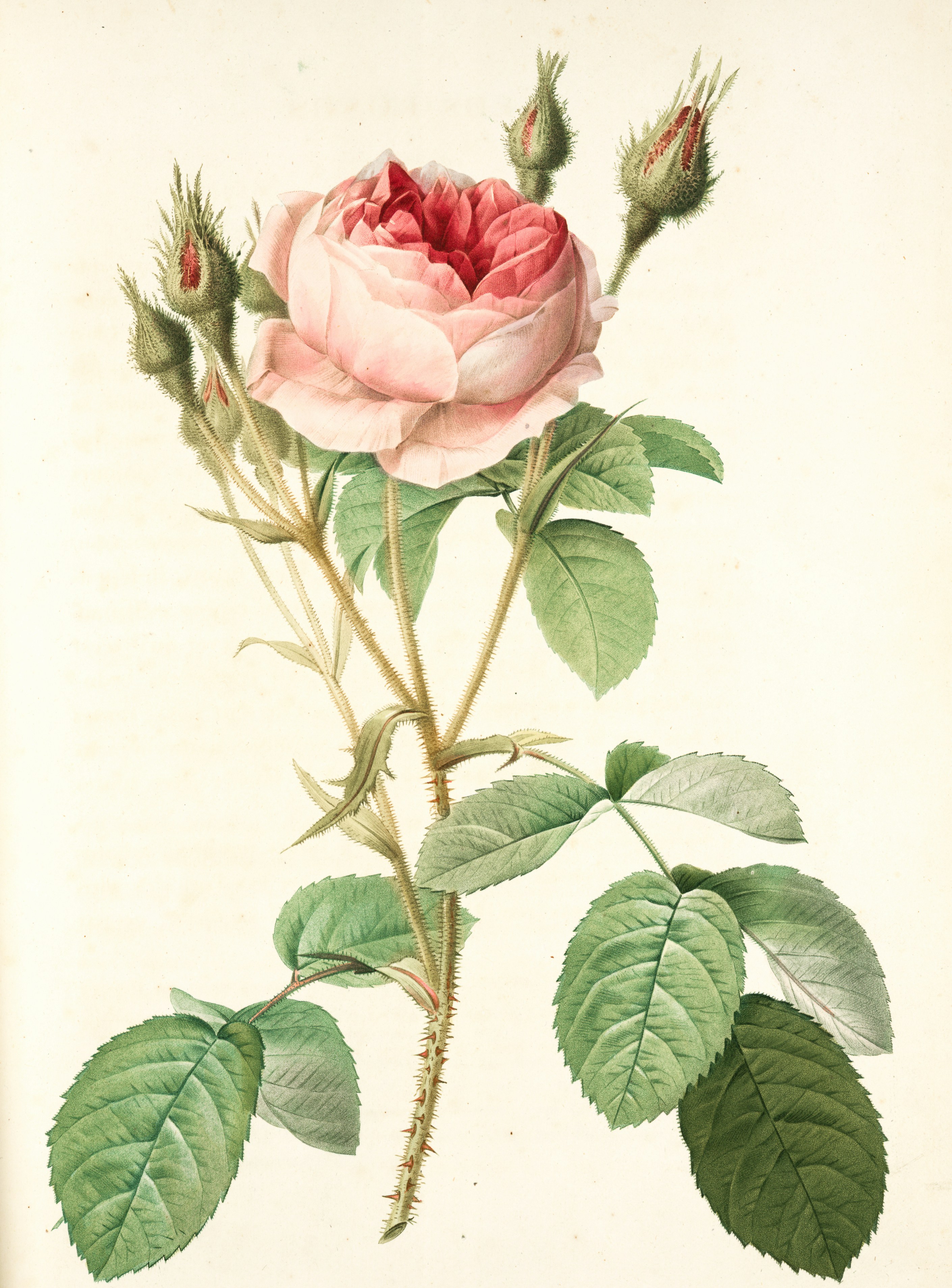 pink rose with green leaves