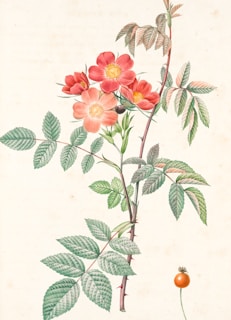 A botanical illustration features a branch with red and pink flowers, detailed green leaves, and small thorns on the stem. A single orange fruit with a stem is visible at the bottom.