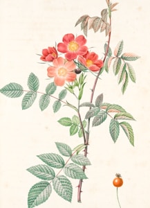 A botanical illustration features a branch with red and pink flowers, detailed green leaves, and small thorns on the stem. A single orange fruit with a stem is visible at the bottom.