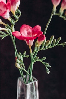 Pink and white freesia flowers with slender green stems and buds are placed in a clear glass vase against a dark background.