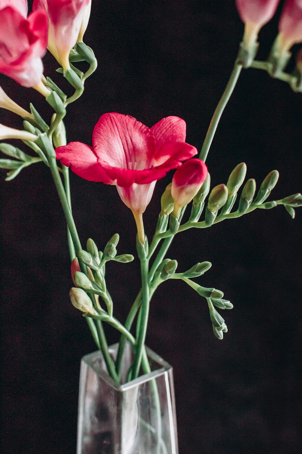 red flower in tilt shift lens