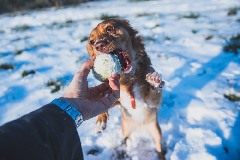 person holding a brown and white short coated dog