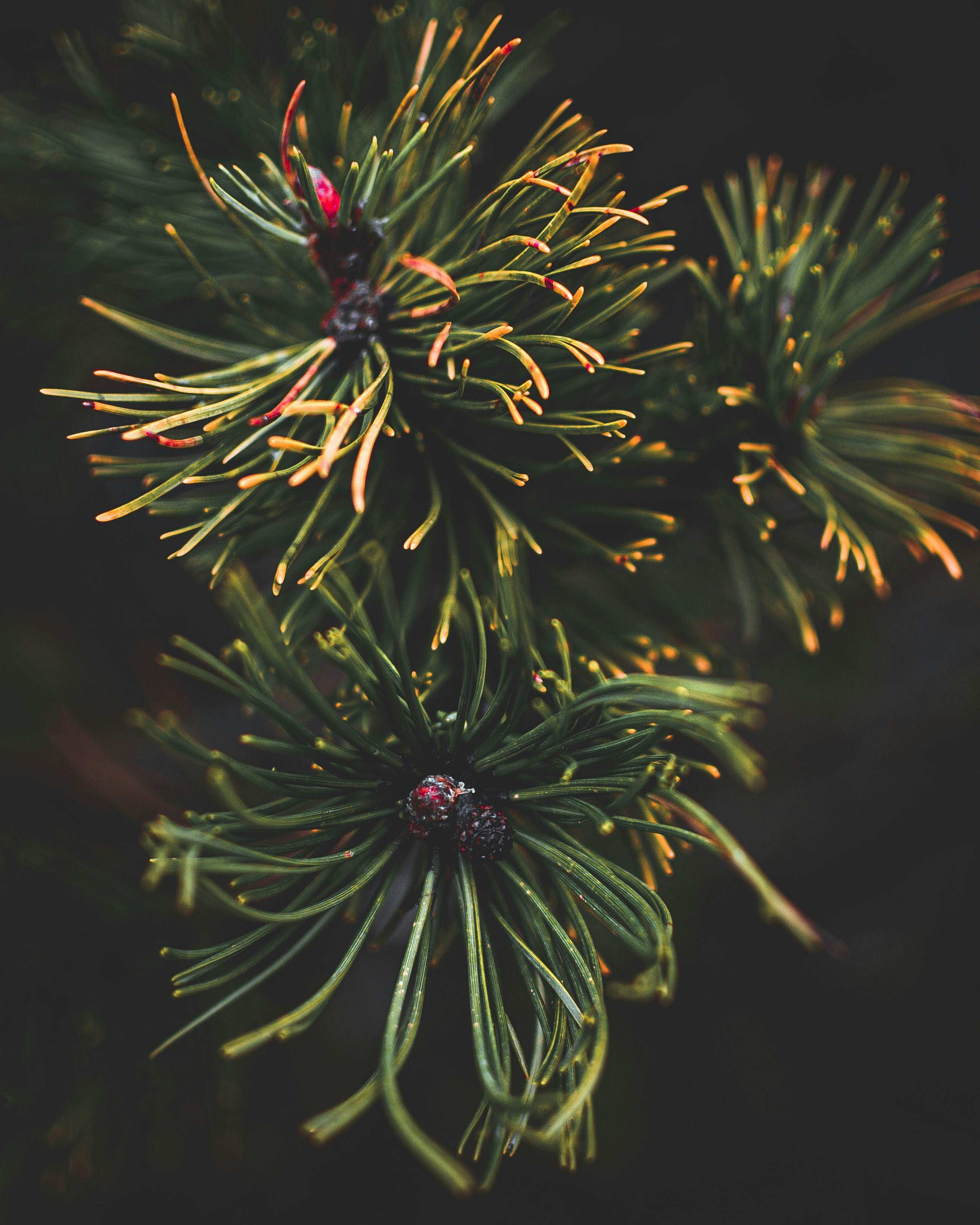 Photo by lachlangowen