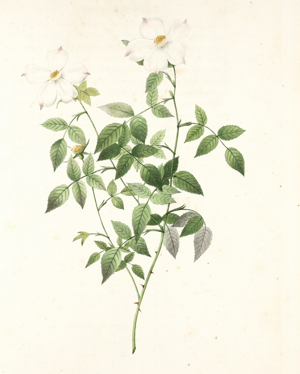 white and yellow flowers with green leaves