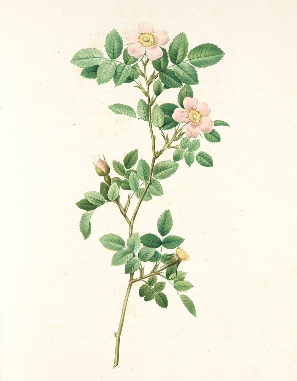 a drawing of a pink flower with green leaves