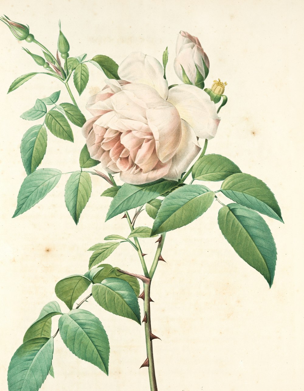 white and pink rose painting