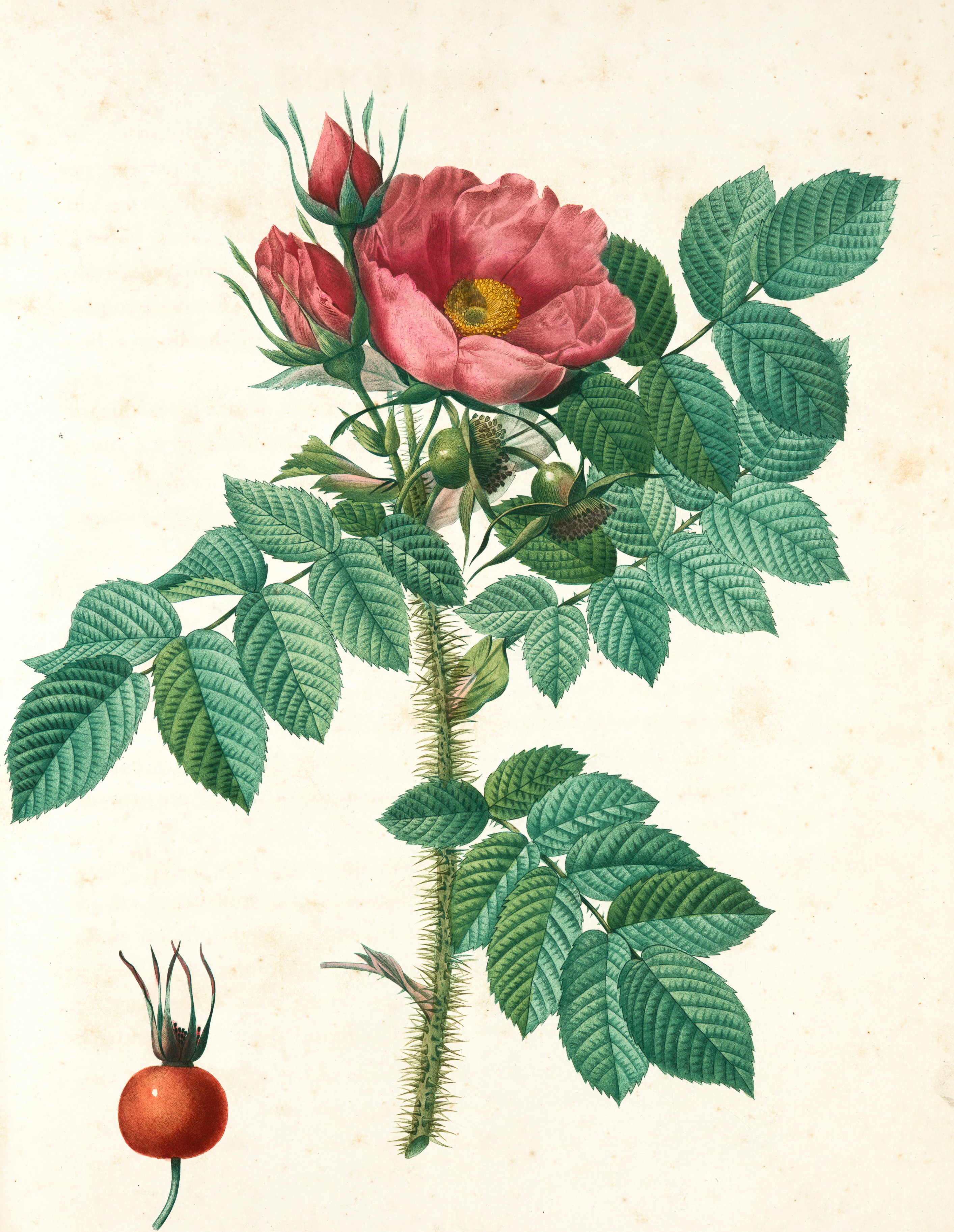 緑の葉と白と黄色の花の写真 Unsplashで見つける花の無料写真