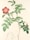 A botanical illustration of a flowering plant with a single pink blossom, detailed green leaves, and a stem with visible thorns. The composition is complemented by a smaller, partially opened bud and an anatomical drawing of the plant's structure below.