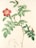 A botanical illustration of a flowering plant with a single pink blossom, detailed green leaves, and a stem with visible thorns. The composition is complemented by a smaller, partially opened bud and an anatomical drawing of the plant's structure below.