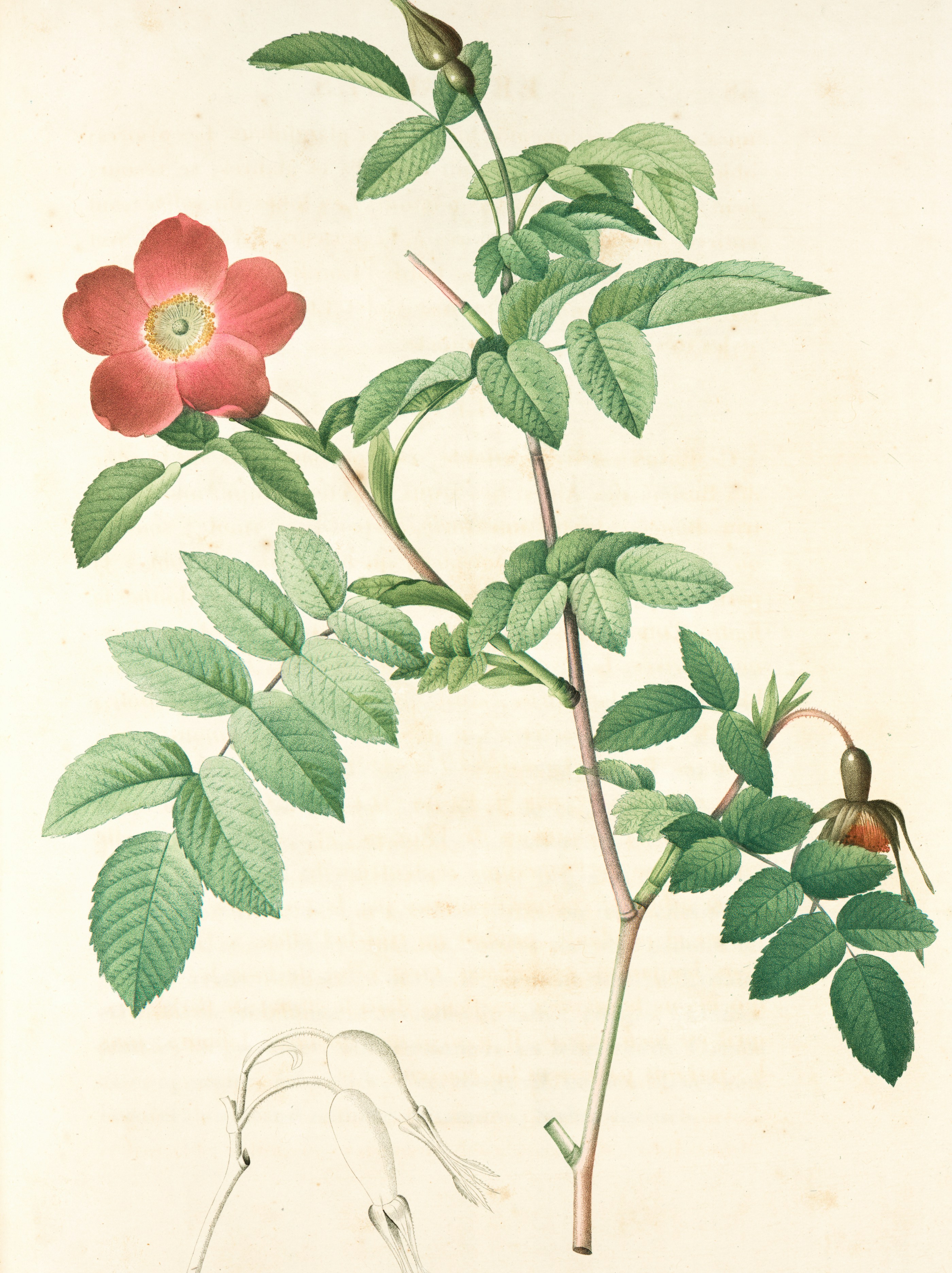 Rosa Alpina Pendulina; Eglantier des Alpes