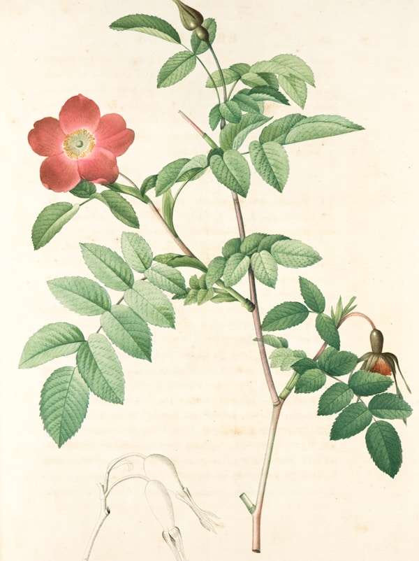 Oshibana Floral Art Piece