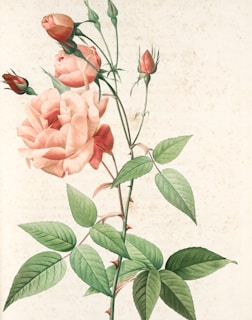 A vintage botanical illustration of a blooming rose with delicate pastel tones.