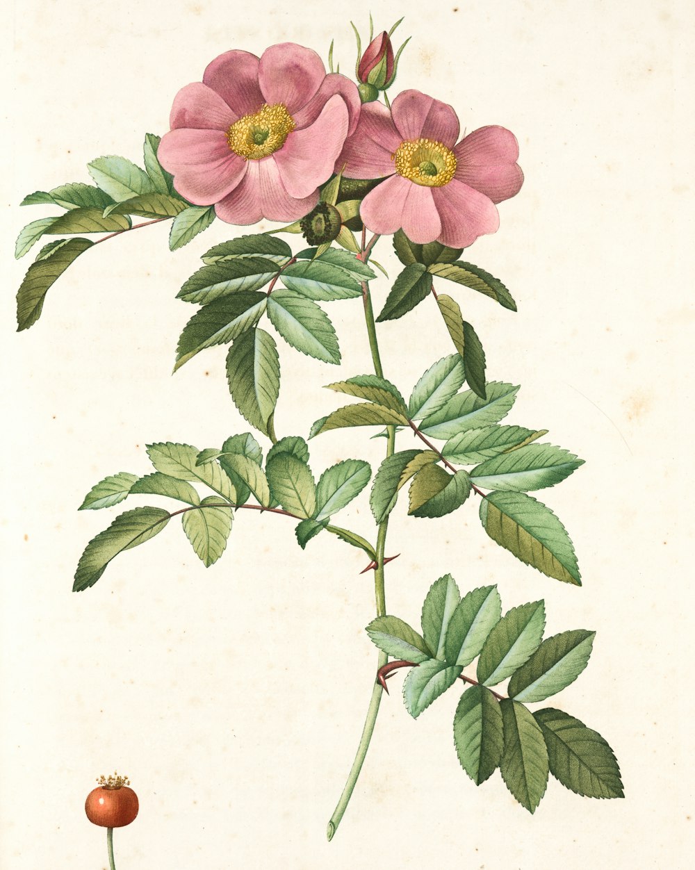 fleur rose avec des feuilles vertes