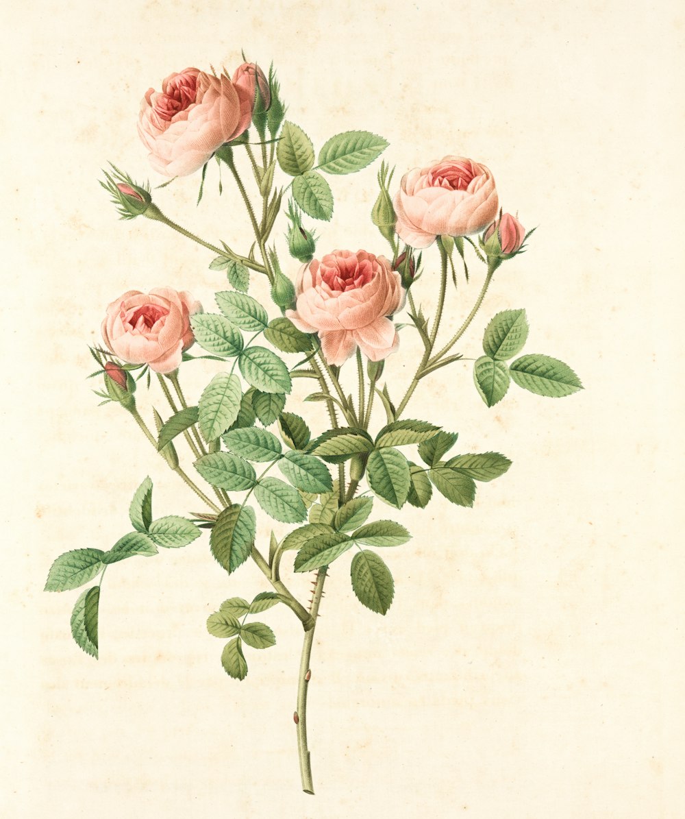 분홍색과 녹색 꽃 그림
