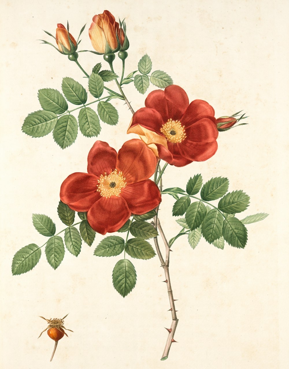 Peinture de fleur rouge avec des feuilles vertes