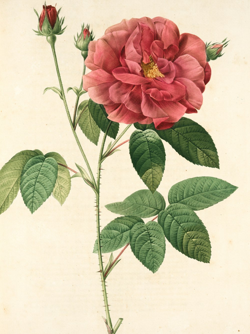 rosa roja en flor sobre fondo blanco