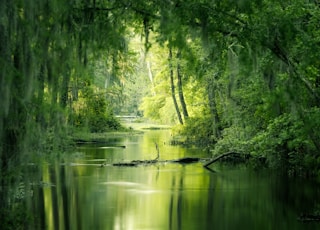 green trees beside river during daytime