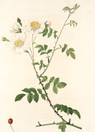 A botanical illustration of a flowering plant with white blossoms and green leaves. The stems are slender with thorns, and the flowers have soft petals with yellow centers. The detailing includes various stages of the plant's growth from bud to full bloom, set against a neutral background.